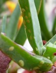 au jardin 3.JPG