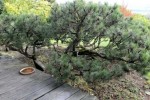 pinus mughus_10.JPG