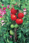 Tomate Montfavet.jpg