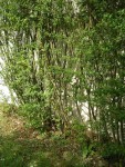 Jardin arbustes fleurs 077 [radiofil] [HAIE].JPG