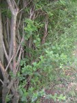 Jardin arbustes fleurs 078 [radiofil] [HAIE].JPG
