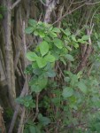 Jardin arbustes fleurs 079 [radiofil] [HAIE].JPG