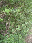 Jardin arbustes fleurs 080 [radiofil] [HAIE].JPG