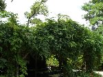 IMGP2819.JPG
