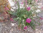 Photo183-redim800.jpg