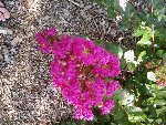 Photo185-redim800.jpg
