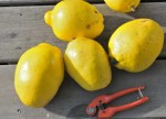 Coings chinois_ETE5245001_01.JPG