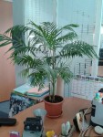 plante anne.JPG