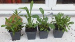 unidentified plants 4 apr 14 reduced.jpg