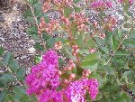 Photo187-redim800.jpg