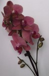 Fleurs1.jpg
