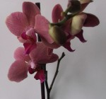 Fleurs2.jpg