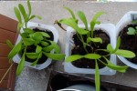 Calendula.jpg