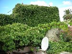 vigne Vigne Marronnier