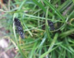 IMG_0578 copier2.jpg