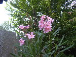 DSCN5950.JPG