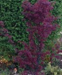 Acer palmatum rouge