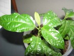passiflore &quot;eludis&quot;