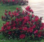 Japonica