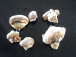 Champignon (3) (Custom).JPG
