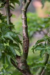 shishigashira-1-small.jpg