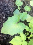 et voici la plante ...