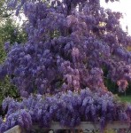 Elle est pas belle ma glycine !