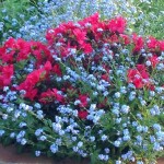 Japonica et miosotis