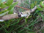DSC00462.jpg