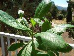 Plante 09-08-08 001.jpg