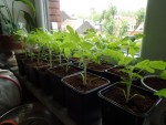 plants1.jpg