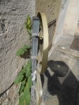 2014-04-12_laitue_inconnue_1.JPG