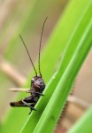 insecte 11.jpg