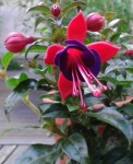 F. Magellanica Riccartonii<br />(apres recherche sur le net mais je me trompe peut etre)