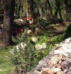 Environ 1 km de chemin boise napoléonien parcours la proprietee en son centre et m en donne a cœur joie avec azalees divers érables du Japon , rhododendron clématites et divers le tout bien amende pour un terreau acide et frais ci dessus un exemple de ces chemins certain passage sont ombre ou soleil