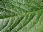 plante3.jpg
