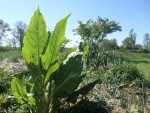 plante4.jpg