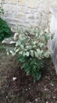 20140418_153840_resized.jpg
