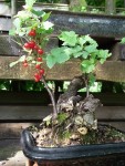 DSCF0548.JPG