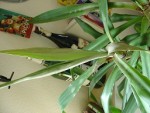 DSC04049.jpg