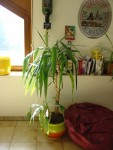 DSC04053.jpg