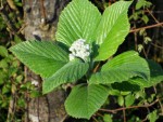DSCN4622.JPG
