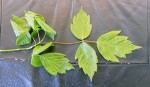 c'est quoi arbre qui pousse  dans mon jardin ?