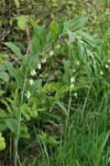 Petites clochettes blanche