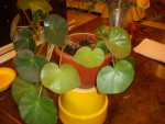 quelle est cette plante ?