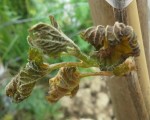 Les feuilles que je soupçonnent d'être malades