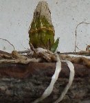 DSCF1609.JPG