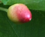 IMG_1285.JPG