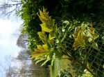 voici les feuilles