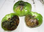 Ce n'est pas vraiment à l'extrémité apicale du fruit qu'il y a de la pourriture.